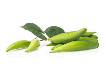 green seed pods of Cowslip creeper (Telosma minor Craib)
