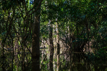 Obraz premium Shaded mangroves of the Amazon river with reflections in the water from the surrounding tropical green tropical forest, jungle trees & exotic foliage in the State of Amazonas in Brazil, South America