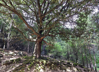 Fototapeta na wymiar Randonnée sur le GR20 dans la forêt de Bavella