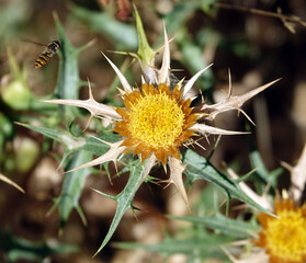 Fleur de chardon séchée en pleine montagne Corse 