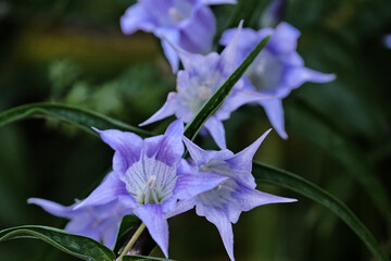 La gentiane ascl&eacute;piade ou gentiane &agrave; feuilles d'ascl&eacute;piade dans les montagnes Corses