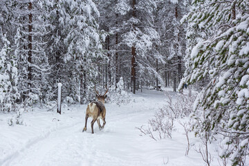 The deer runs along the snowy road of the winter forest.