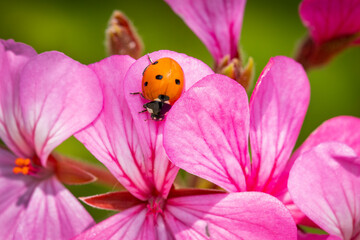 Fototapeta premium Macro photo of Ladybug on a pink flower