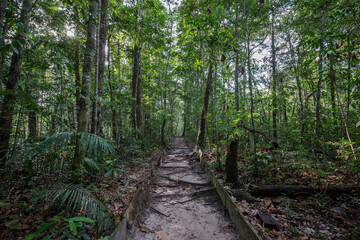 A pathway creating a walkway that's leading through the Amazon Rainforest in Presidente Figueiredo, Brazil, South America, with tropical forest trees and jungle fauna surrounding everything