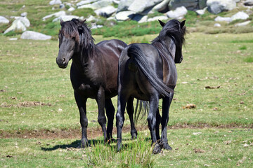 Obraz premium Chevaux en liberté sur le plateau de Cuscionu en Corse