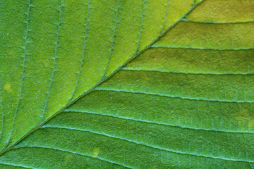 Macrophotography of  autumn leaf fiber surface.