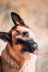 Purebred dog on the background of a yellow autumn forest, high-quality photo of the dog for a screensaver or calendar. Portrait of a black and red German shepherd with devoted brown eyes.