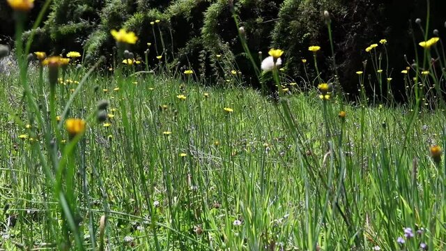 Campo com flores silvestres