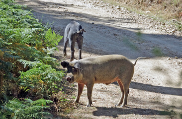 Cochons en liberté dans les montagnes corses