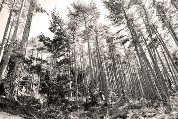 Fototapeta na wymiar Gros plan sur les pins laricio du GR 20 en Corse