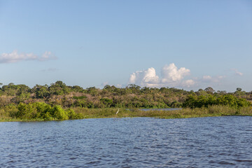 Natural forest trees & jungle fauna sitting along the bank of the Amazon River with a rare exotic Cocoi Heron (Ardea cocoi) bird standing on the grass in the State of Amazonas, Brazil, South America