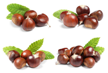Set of sweet edible chestnuts with green leaves on white background