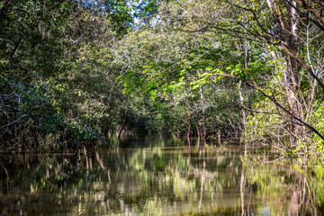 The Amazon river during the daytime with reflections in the water from the surrounding tropical green forest and jungle trees and exotic foiliage in the State of Amazonas in Brazil, South America