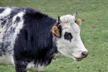 Portrait des vaches en libert&eacute; en Corse