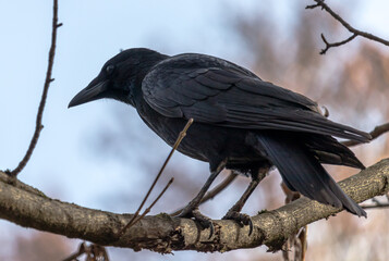 raven crow on a branch