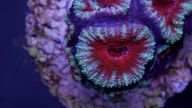acanthastrea coral and sea urchin time lapse macro