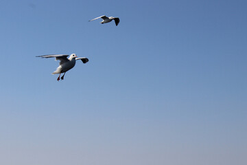 two flying seagulls against the blue sky