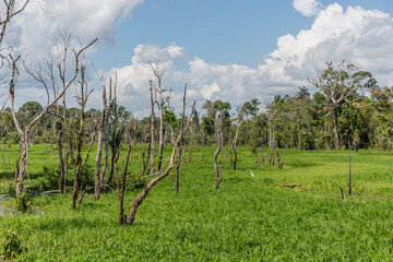Fototapeta na wymiar Trees & tropical forestation in a deep section of the Amazon rainforest wetlands on a sunny day with clouds, green grass & natural exotic habitat in the State of Amazonas, Brazil, South America
