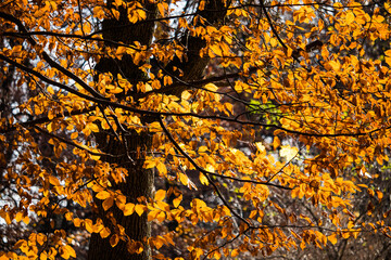 autumn leaves background