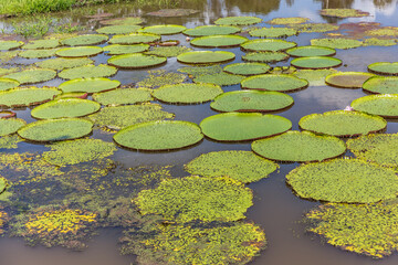 Collection of large exotic wild green lily pads (Nymphaeaceae) or water lilies floating on top of the water in the tropical Amazon River in the State of Amazonas, Brazil, South America