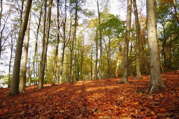 autumn forest on the slope with sunbeams light and shade