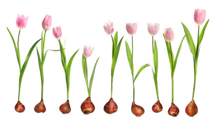 Set of tulips with bulbs on white background