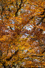 autumn leaves on a tree