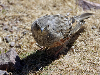 Accenteur mouchet photographié dans les montagnes corses