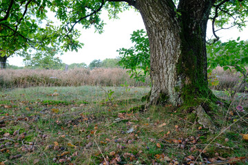Stamm einer alleinstehenden Eiche 
