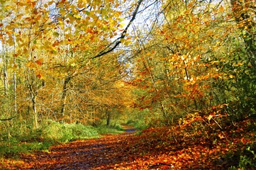 autumn in the forest