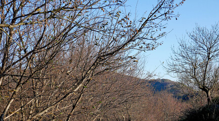 I rami degli alberi di un bosco illuminati dalle prime luci dell’alba nella stagione autunnale 