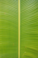 green leaf texture, green background,