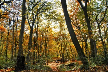 autumn forest in the morning