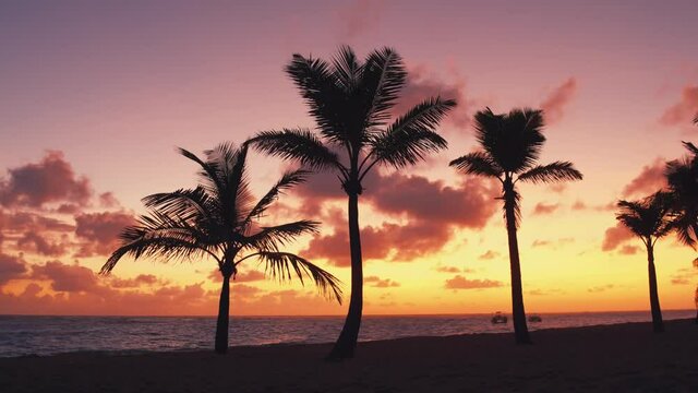 Pink sunset on the beach of the Atlantic Ocean. Silhouettes of palm trees in the wind. Beautiful tropical background