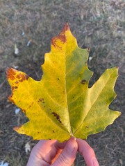 hand holding maple leaf