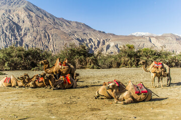 Various views of the Nubra Valley