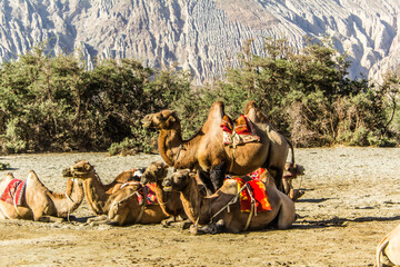 Various views of the Nubra Valley