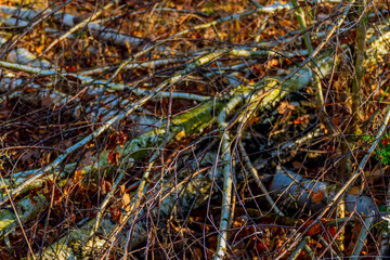 Thin tree trunks and branches lie on the forest floor, autumn leaves and sunlight