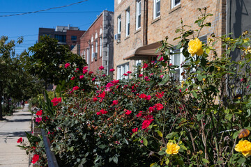 Fototapeta na wymiar Colorful Roses in a Home Garden along a Sidewalk with a Row of Homes in Astoria Queens New York