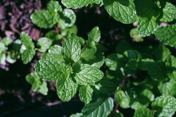 Fototapeta na wymiar Mint leaves background.Peppermint plant is ingredient in Thai food