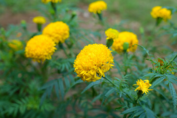 Beautiful Marigold flower (Tagetes erecta) in the garden.