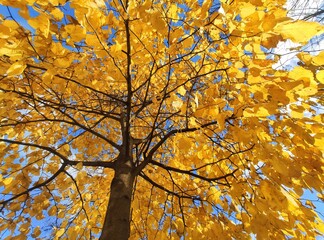 Branches and trunk with bright yellow leaves of autumn trees against the blue sky background. Bottom view.