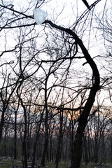 silhouette of a tree in winter
