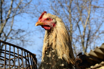 free range chicken