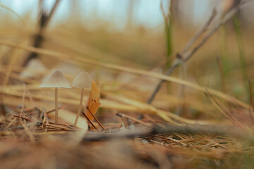 Mushroom in the fall forest. Forest magic 