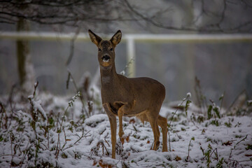 A young deer strolls though a winter woodland looking for food, with a sprinkling of snow on the ground