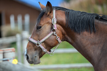 Portrait of a sporty bay red horse with a bridle.