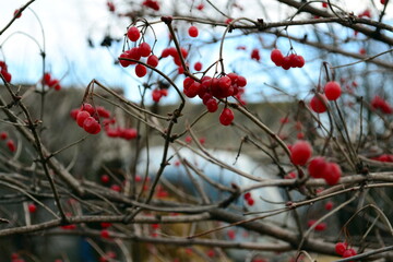 red berries in snow