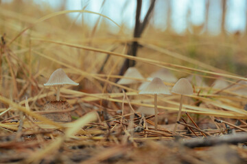 Mushroom in the fall forest. Forest magic 