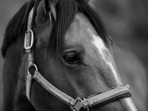 Portrait of a sporty bay red horse with a bridle.